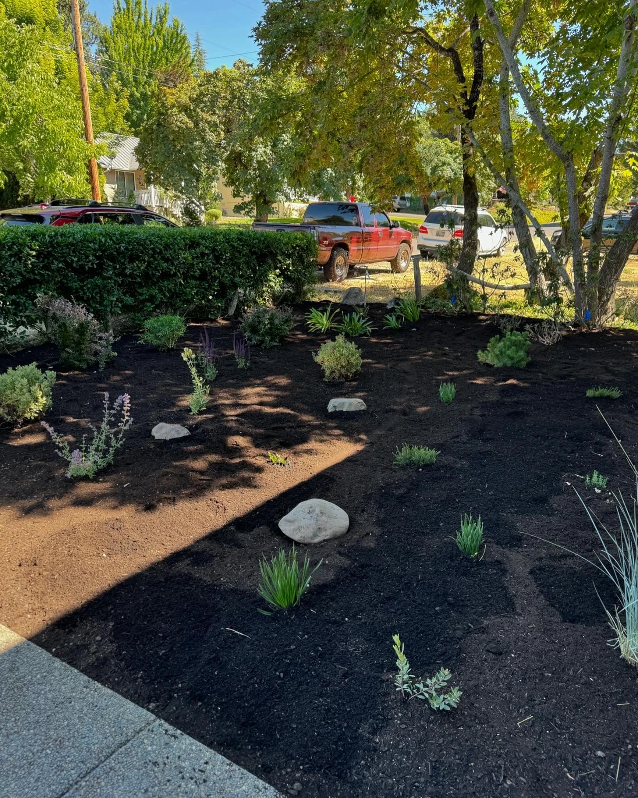 Front lawn garden installation featuring low water usage plants and bark