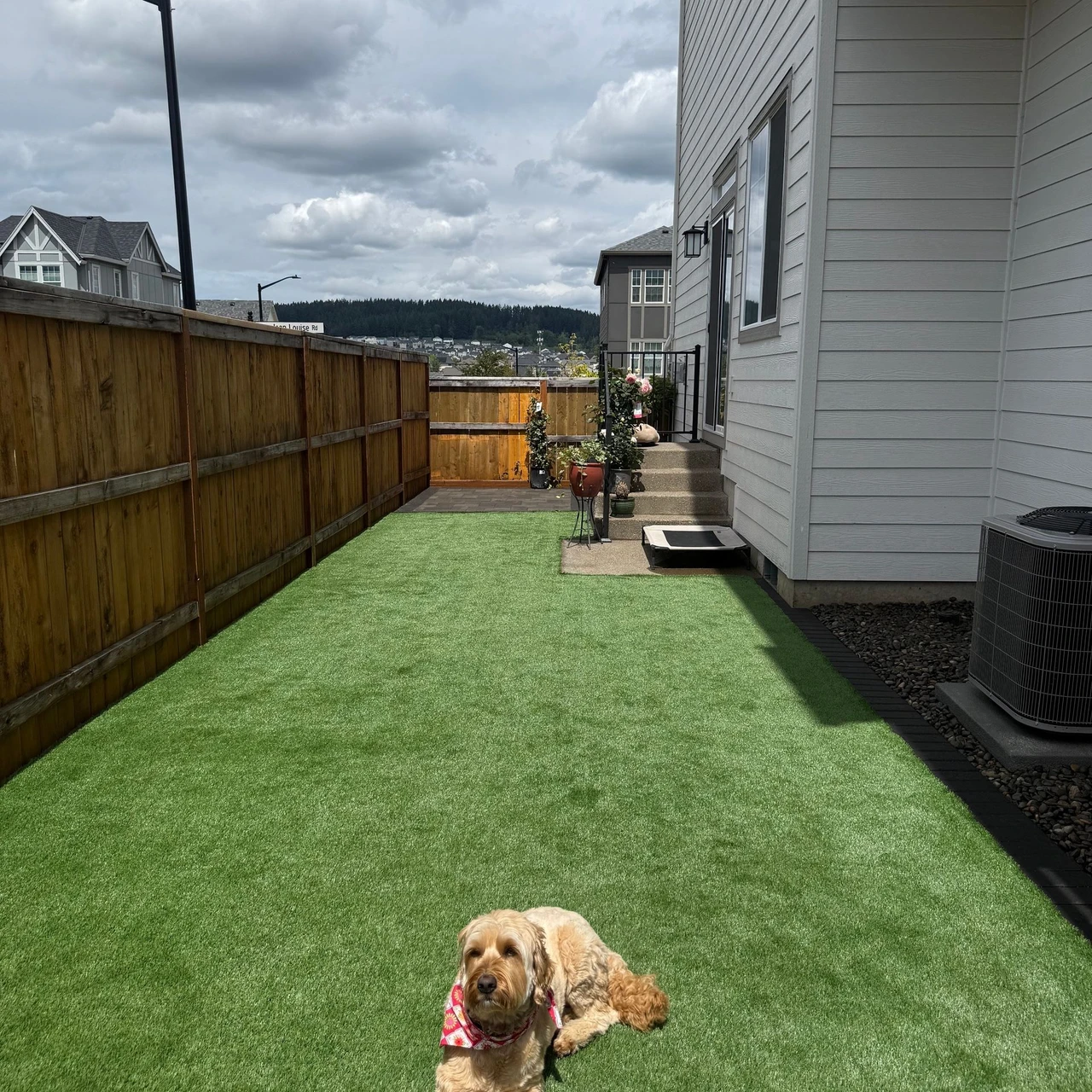 A brown dog laying on green turf