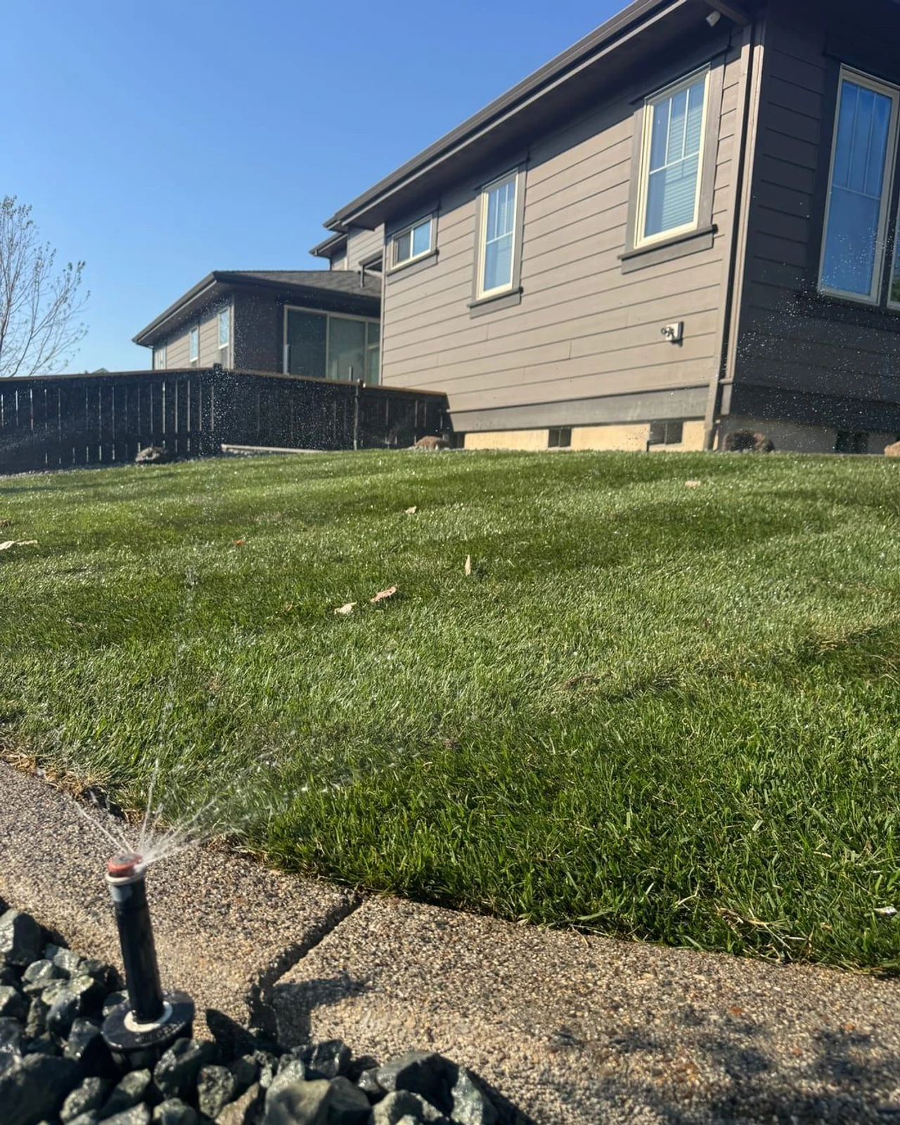 Low-angle view of a green lawn beside a house, with a sprinkler spraying water in the foreground, a rock border and concrete edge at the bottom, a dark fence, and a clear blue sky.