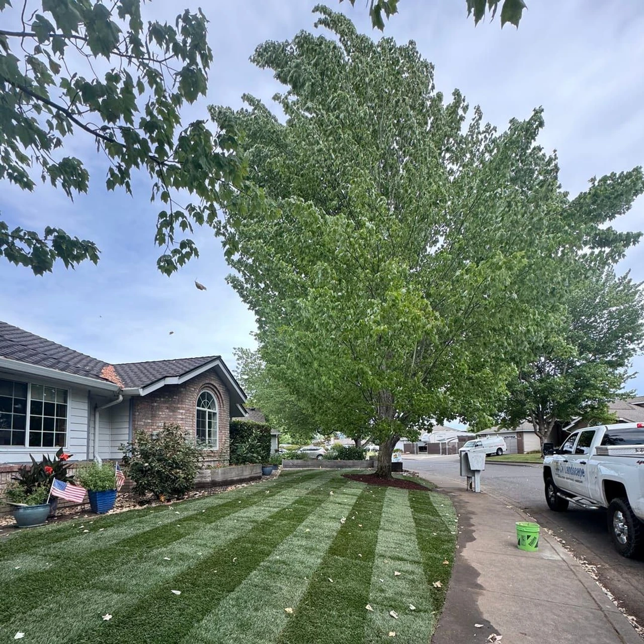 A residential front yard with striped grass, a large tree, a house, a sidewalk, a pickup truck, and a green bucket on the curb.